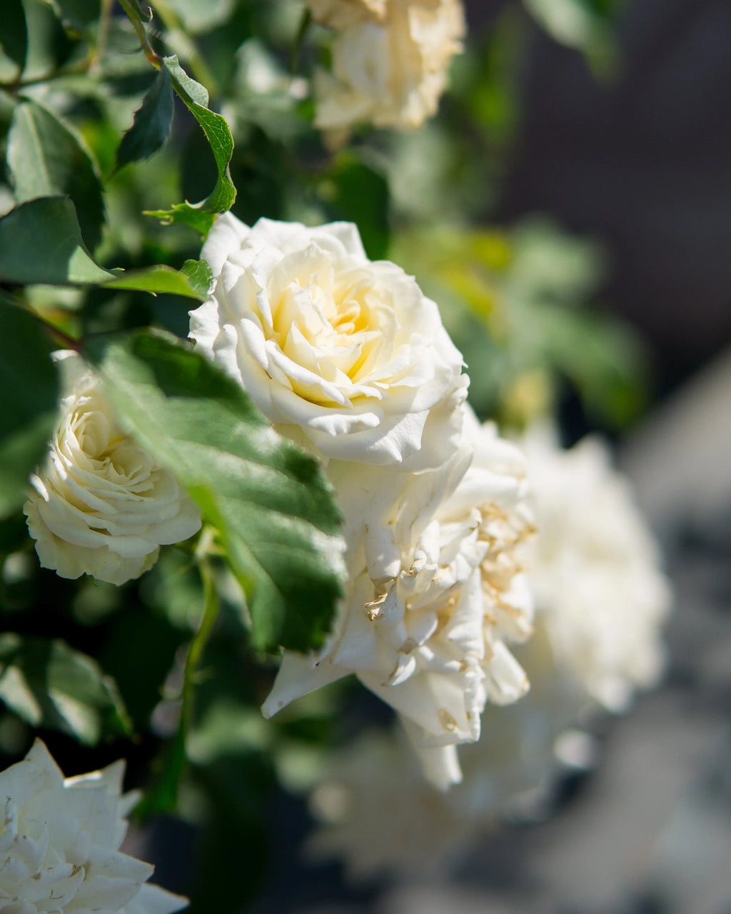 Popcorn Drift Rose Bush D4615