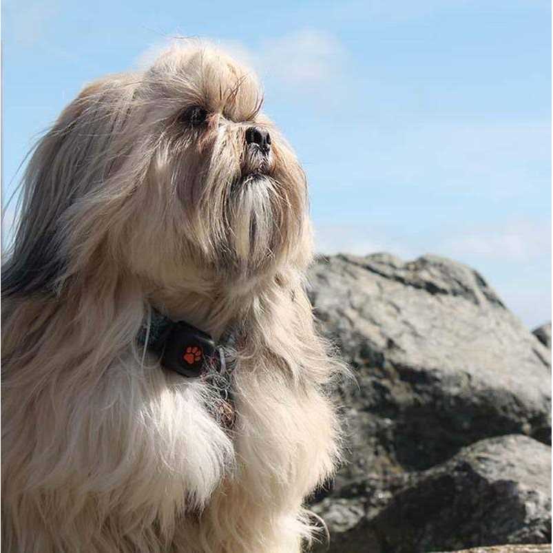 Dog Activity and Fitness Monitor E884859