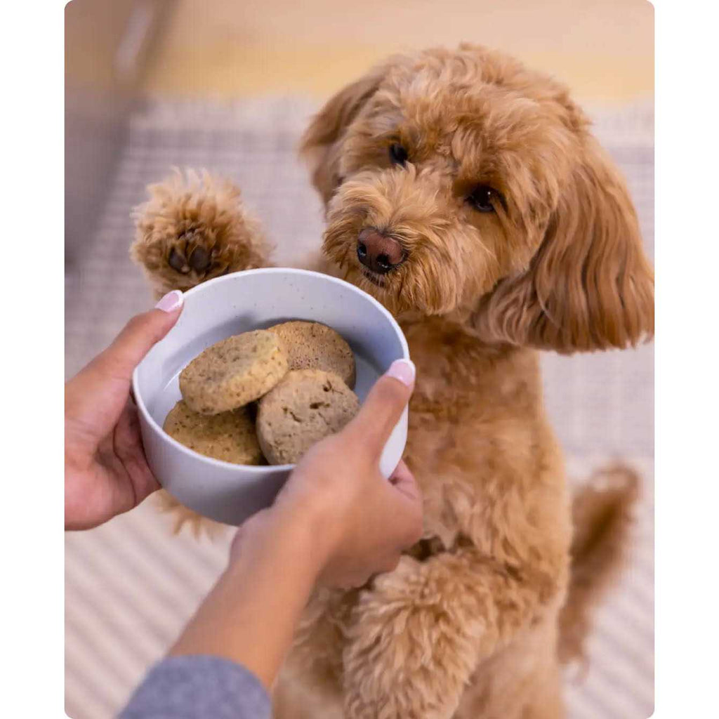 Freeze Dried Raw Dog Food B380605