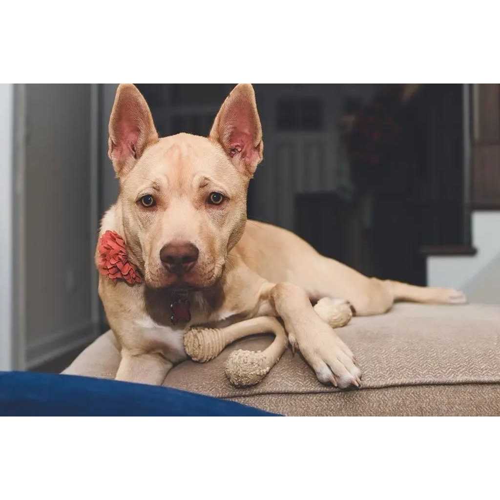 Tough Dog Chew Beef U274457