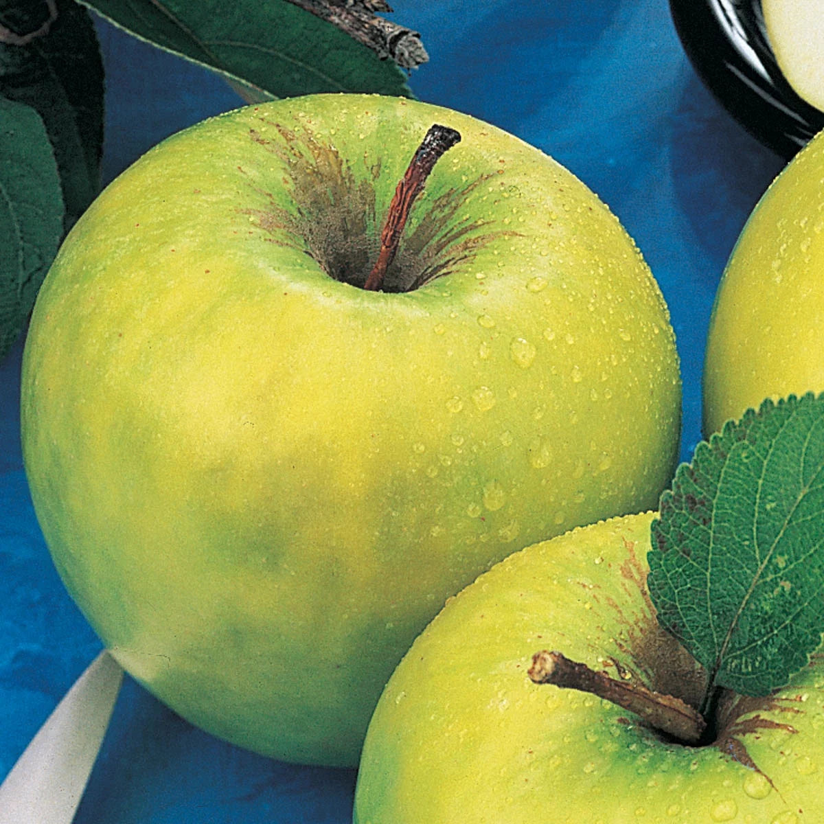 1-Pack Standard Dormant Bare Root Apple Tree I997699
