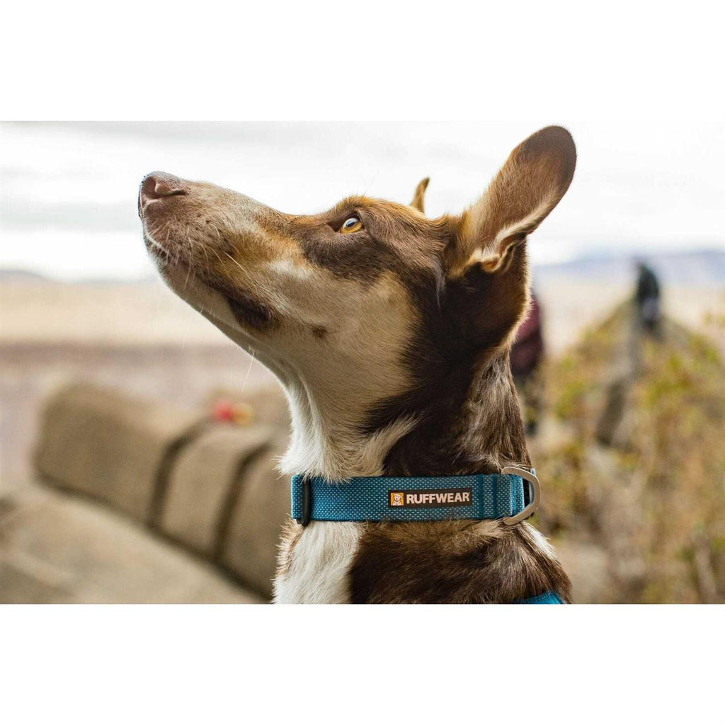 Hi Light Dog Collar P221