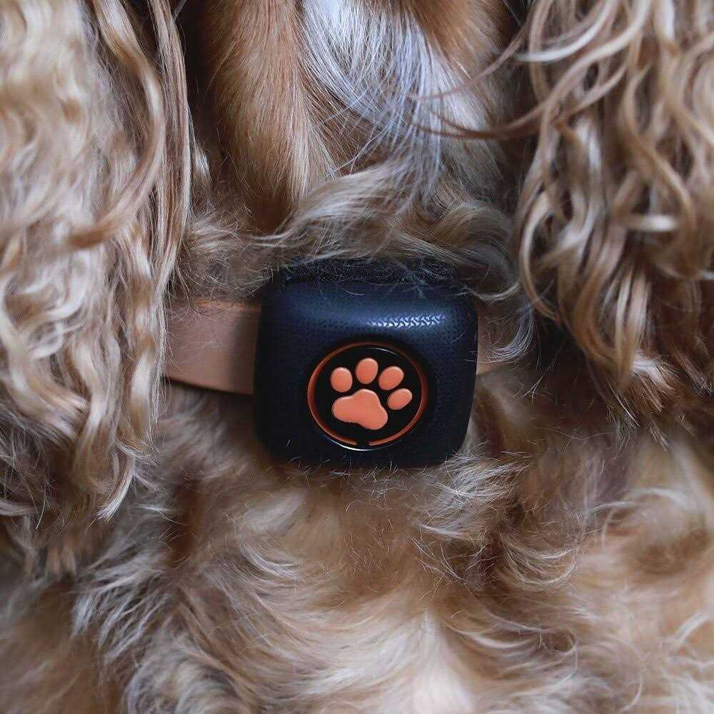 Dog Activity and Fitness Monitor E884859