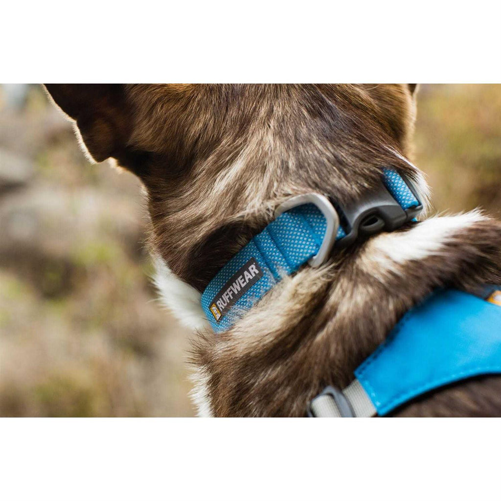 Hi Light Dog Collar P221