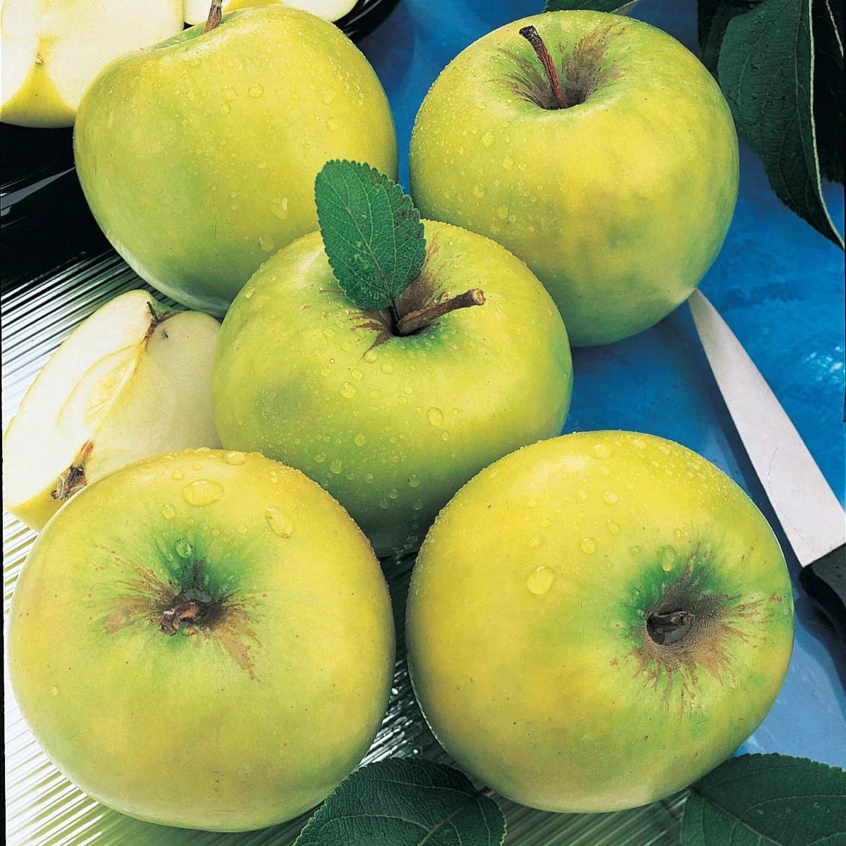 1-Pack Standard Dormant Bare Root Apple Tree I997699