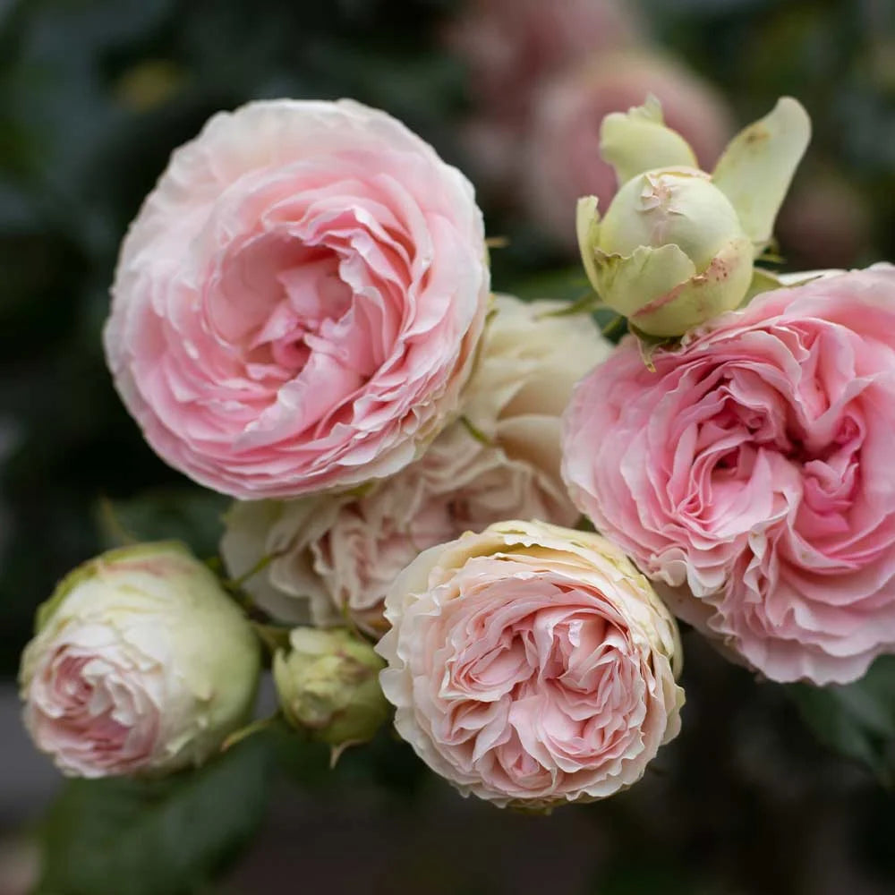 Pink Climbing Rose Bush Live Plant P85472