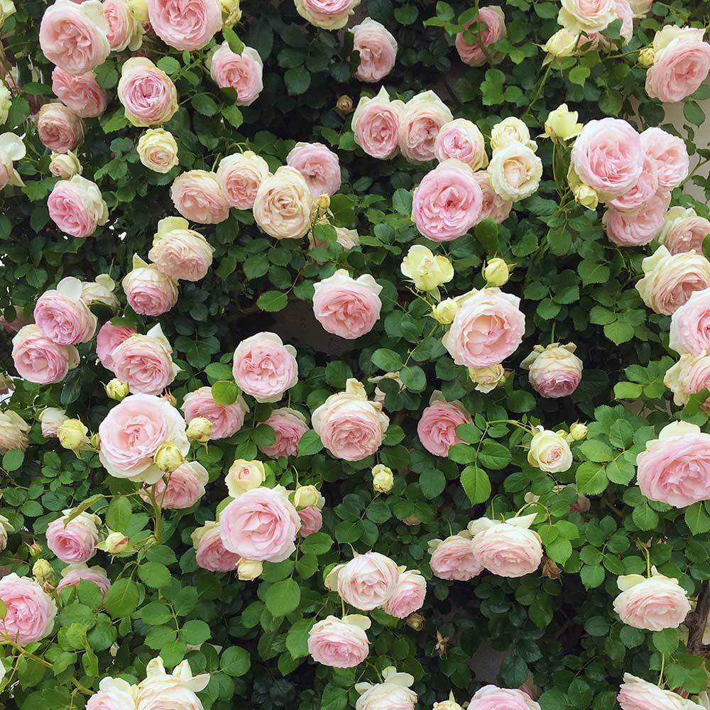 Pink Climbing Rose Bush Live Plant P85472