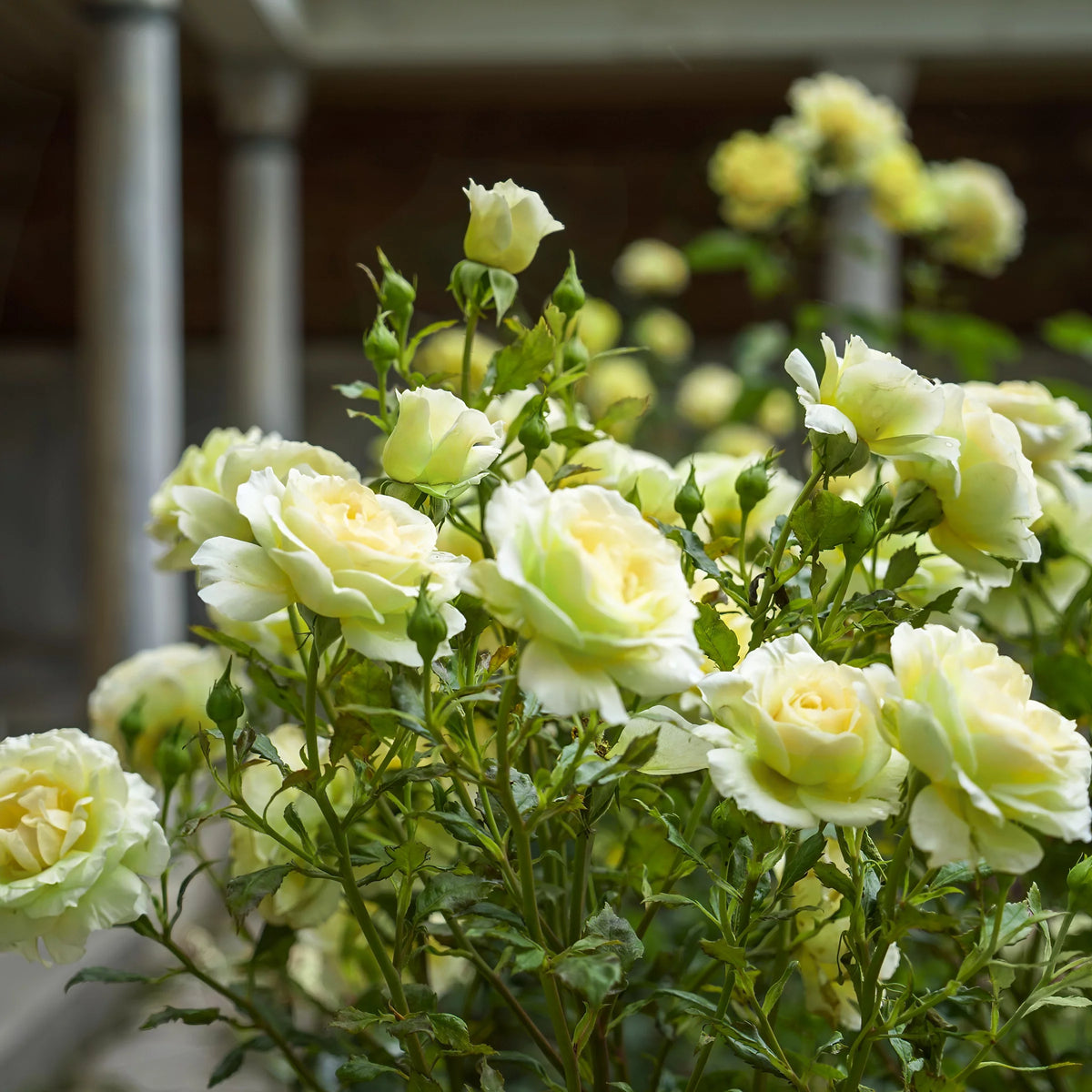 2 Piece Hybrid Tea Rose Live Shrub L487