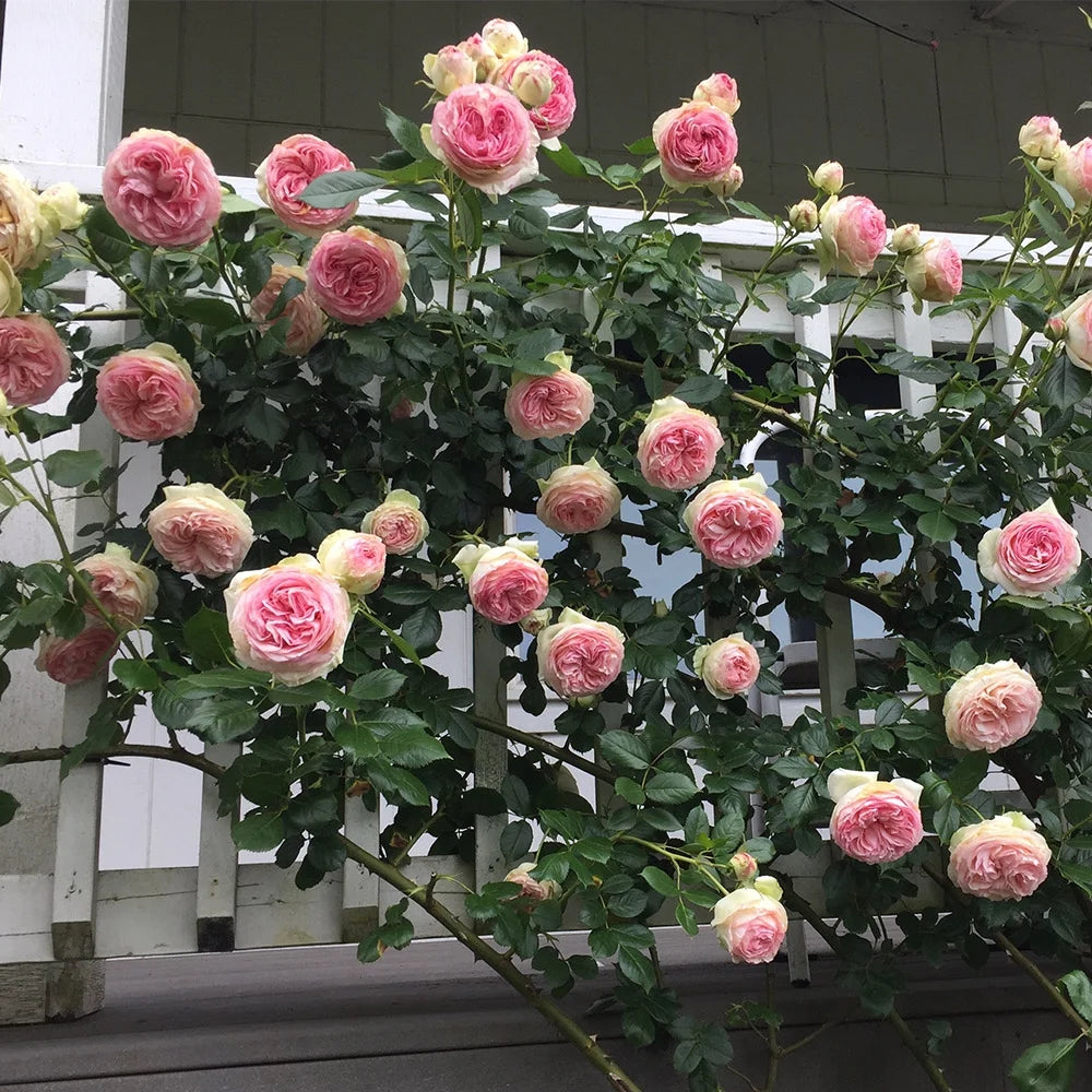 Pink Climbing Rose Bush Live Plant P85472