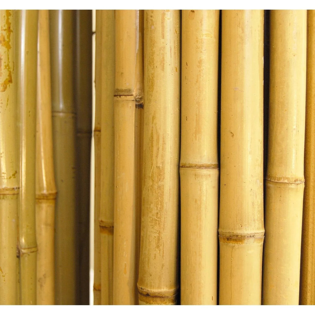 Natural Bamboo Fencing Garden Screen Rolled Fence Panel 3/4 D x 4' H x 8' L O9531