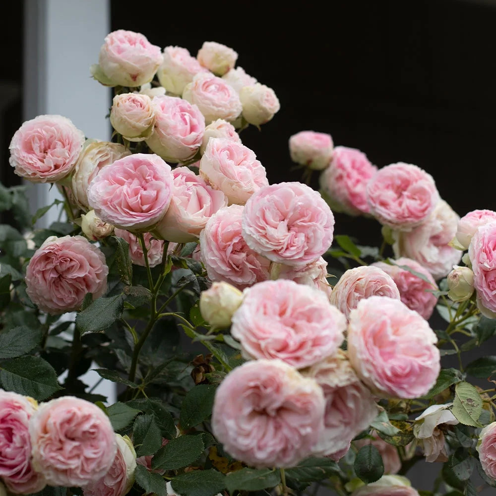 Pink Climbing Rose Bush Live Plant P85472