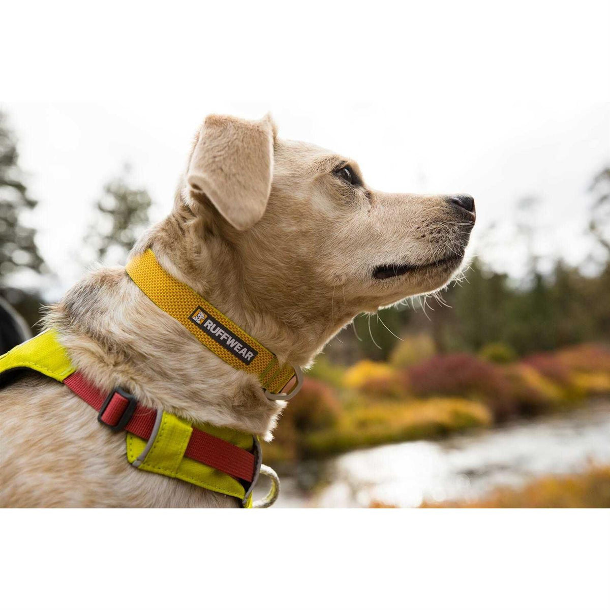 Hi Light Dog Collar P221
