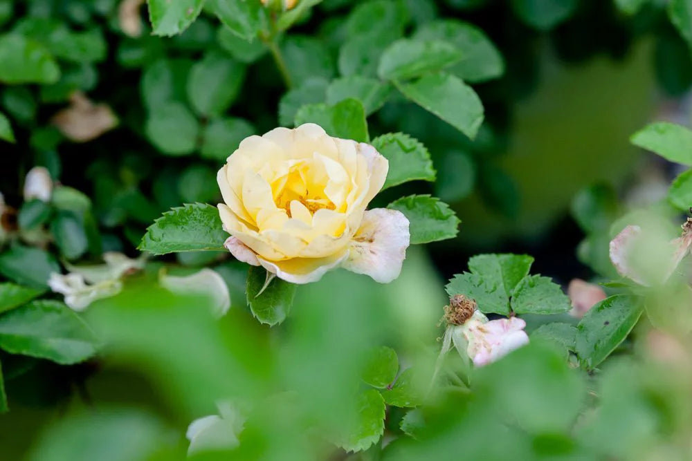 Popcorn Drift Rose Bush D4615