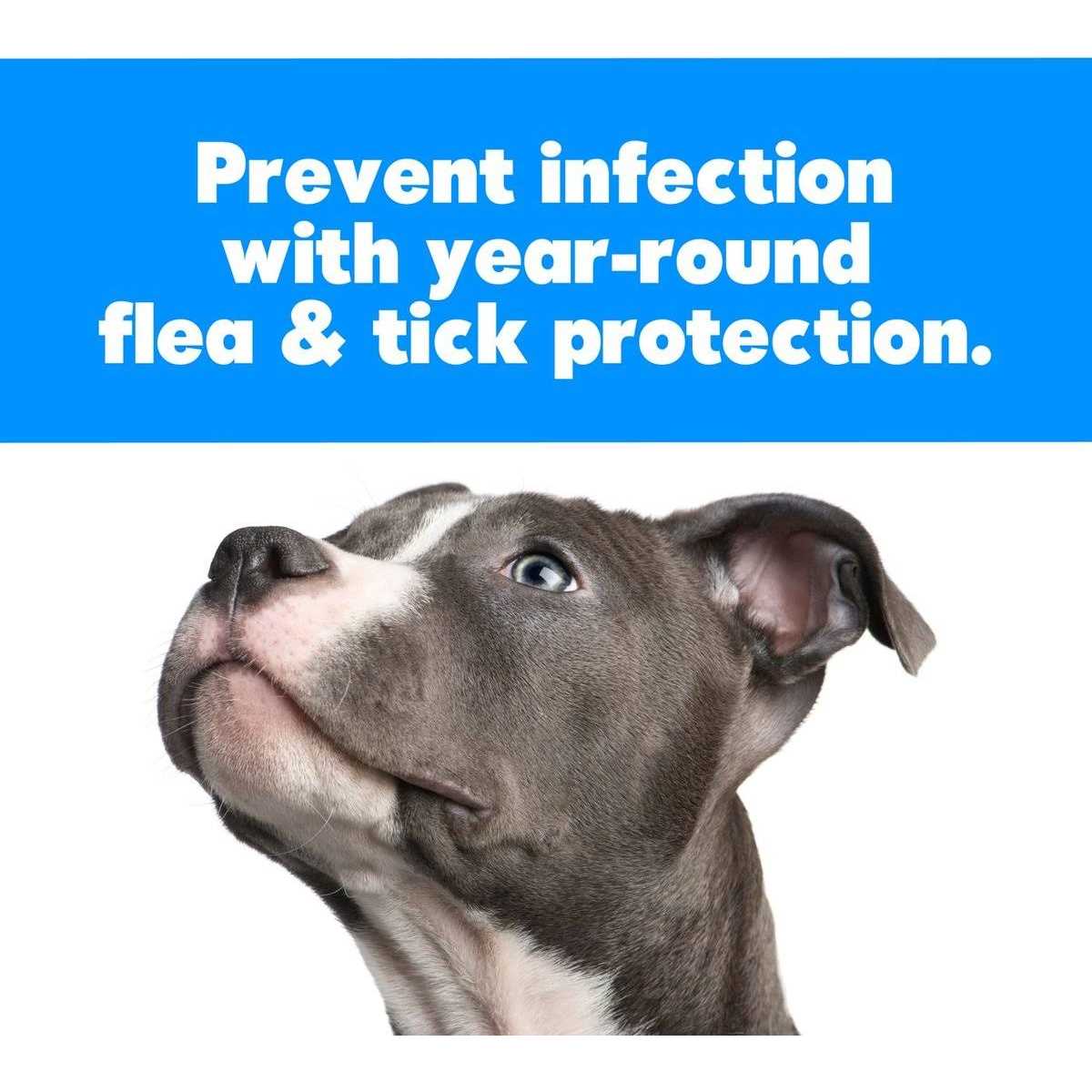 Flea Comb Q172344