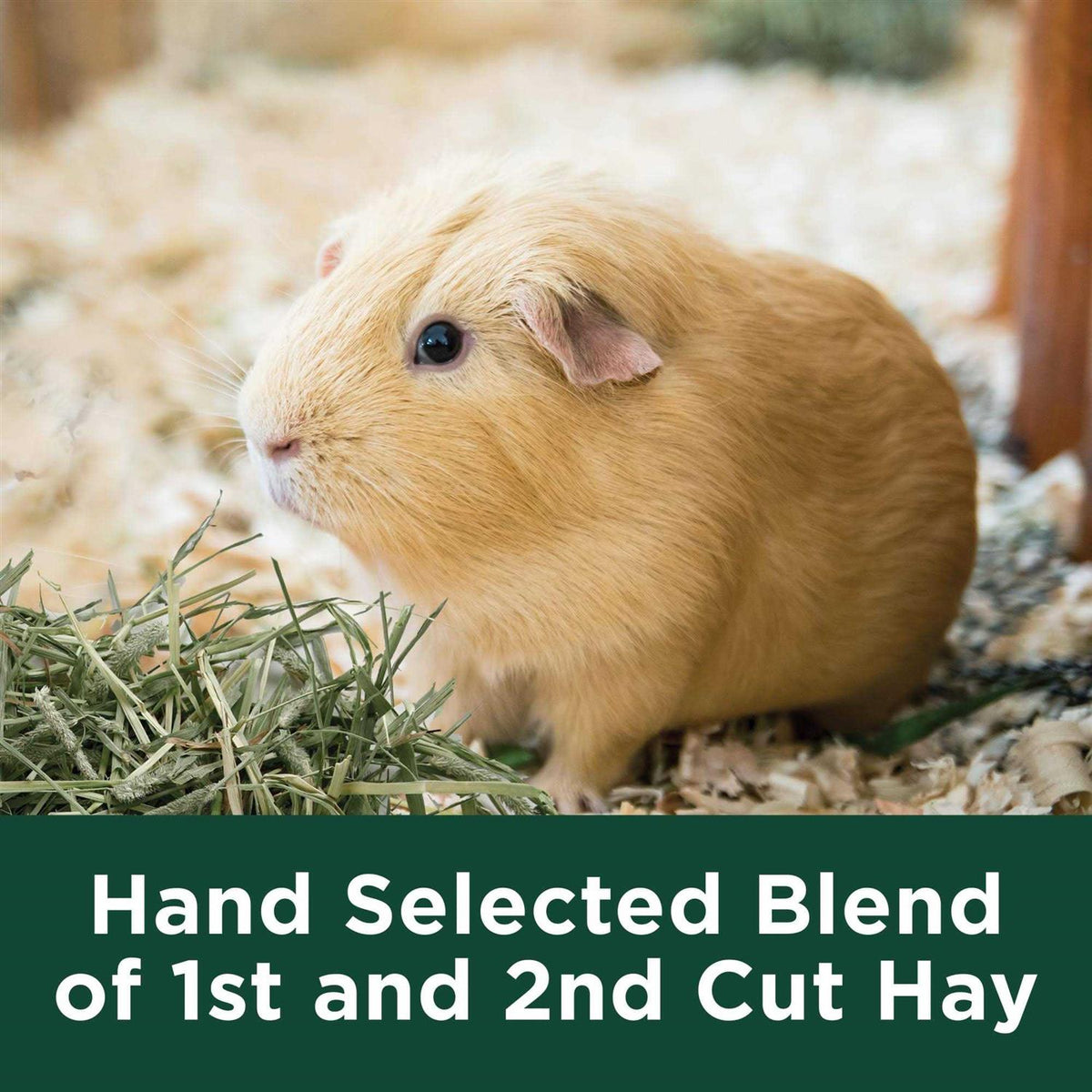 Natural Timothy Hay V4192