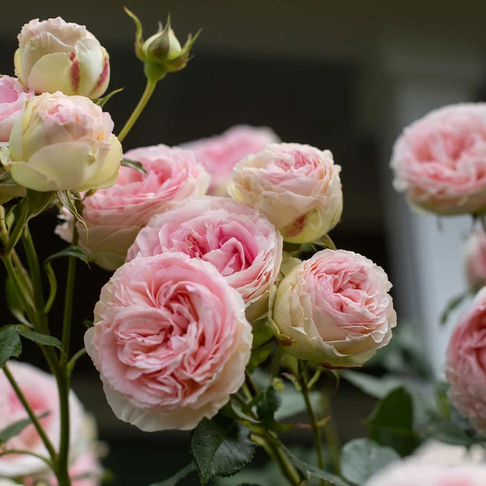 Pink Climbing Rose Bush Live Plant P85472