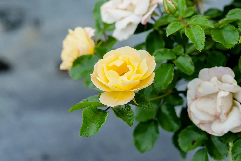 Popcorn Drift Rose Bush D4615