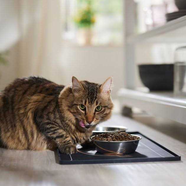 Grain Free Lamb & Blueberry Dry Cat Food U2929