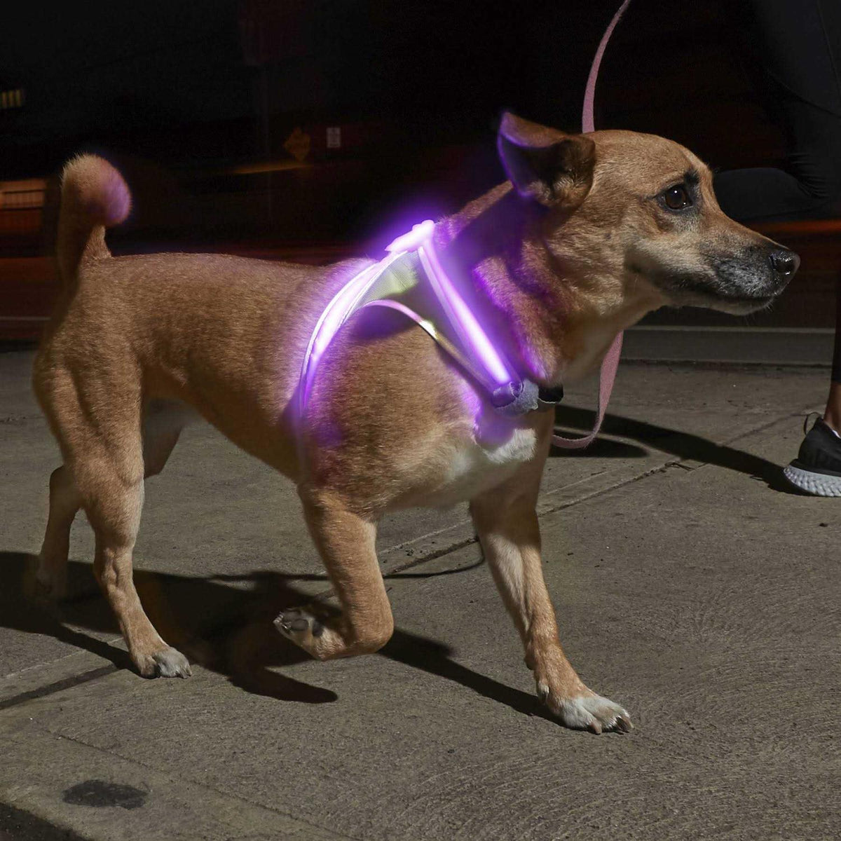 LED Reflective Dog Harness E3059