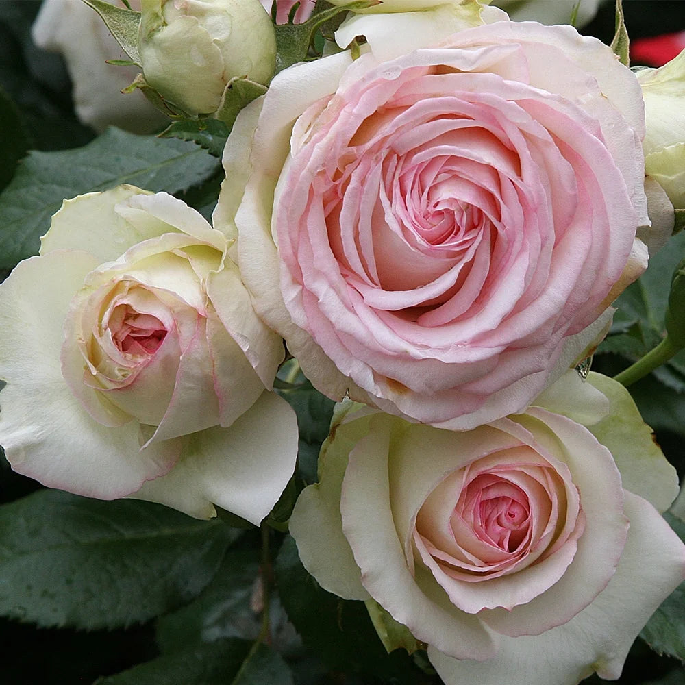 Pink Climbing Rose Bush Live Plant P85472