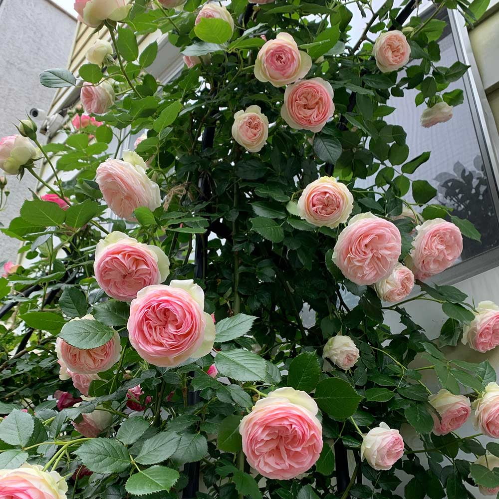 Pink Climbing Rose Bush Live Plant P85472