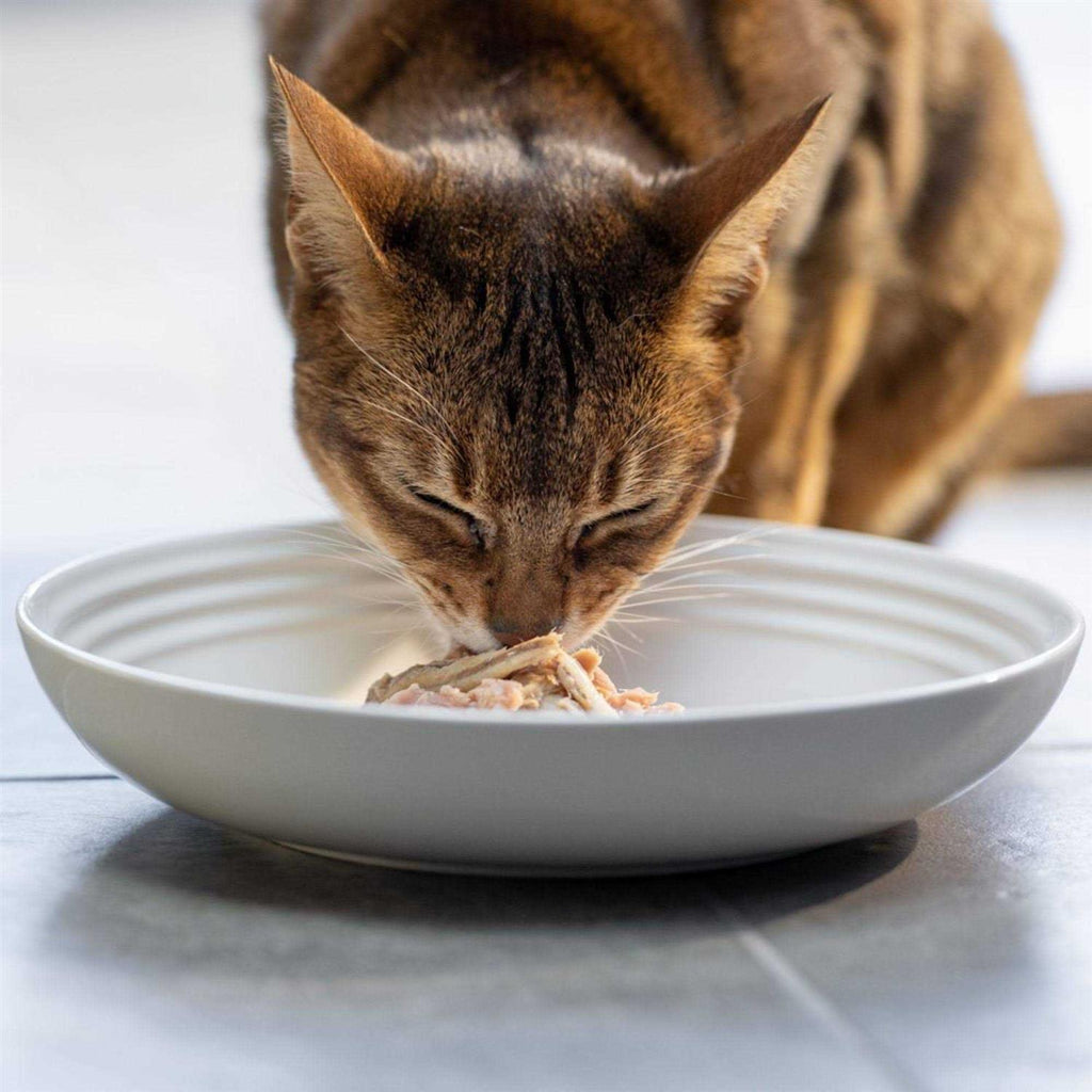 Natural Wet Cat Food Fish Variety Pack in Broth W5473