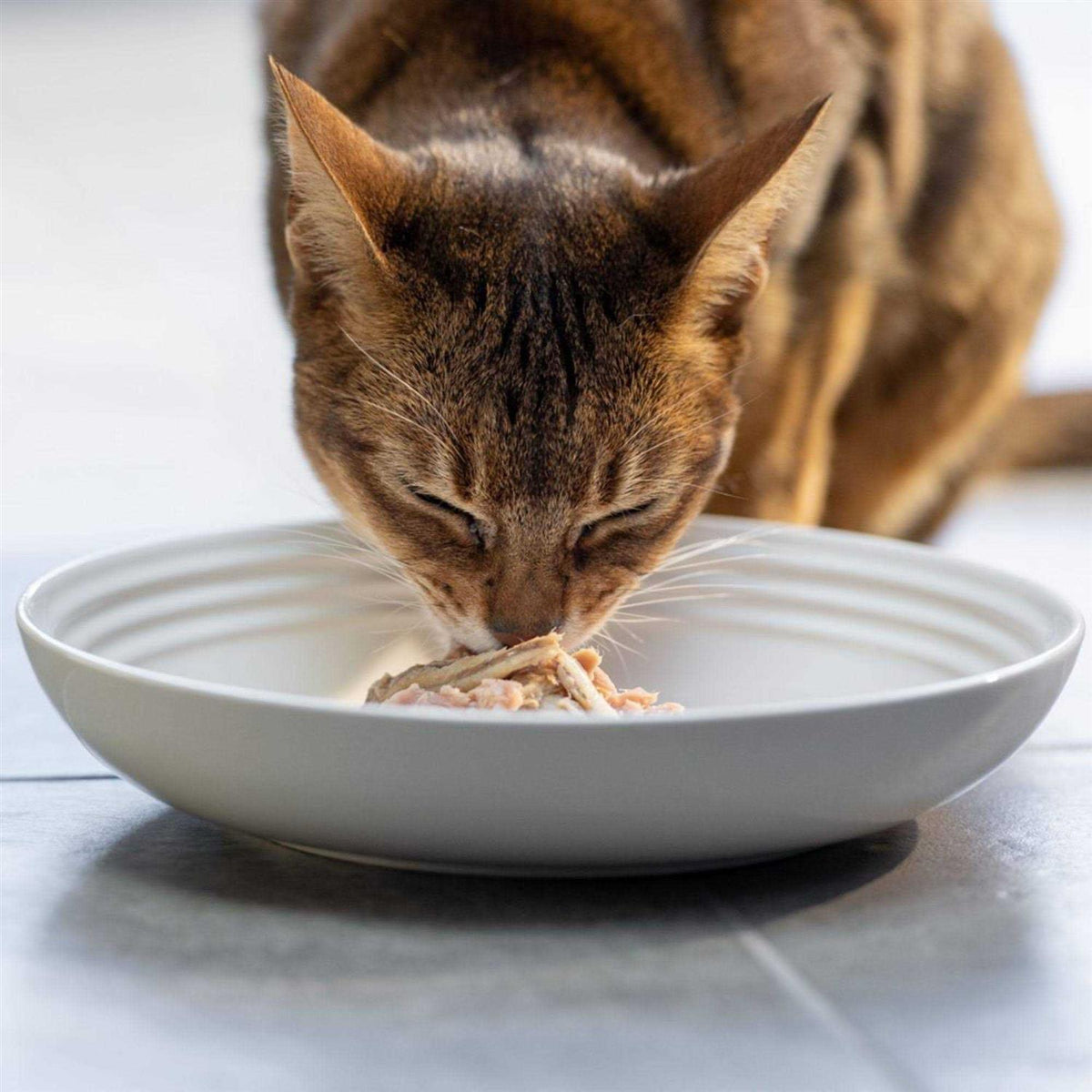 Natural Wet Cat Food Fish Variety Pack in Broth W5473