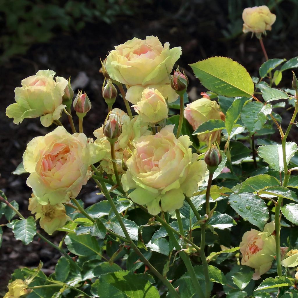 2 Piece Hybrid Tea Rose Live Shrub L487