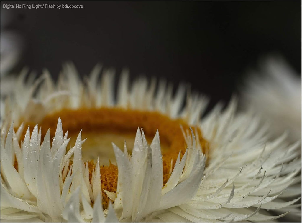 Macro LED Ring Light Flash S762
