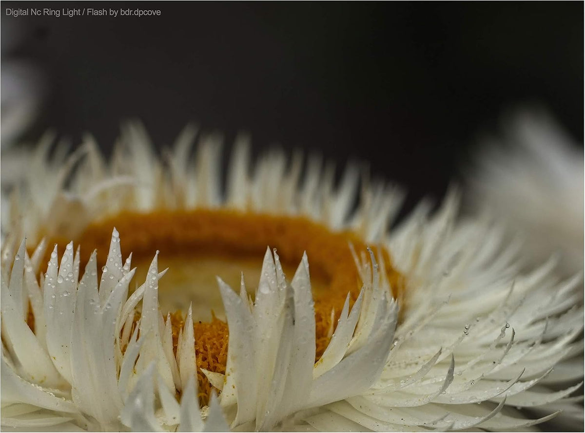 Macro LED Ring Light Flash S762