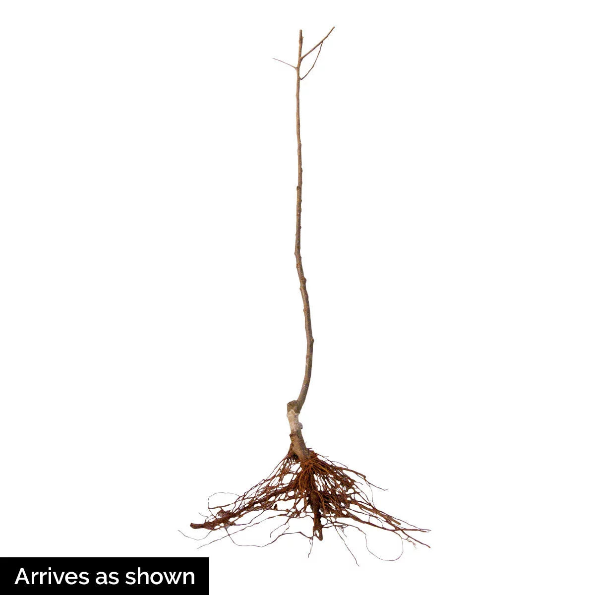 1-Pack Standard Dormant Bare Root Apple Tree I997699