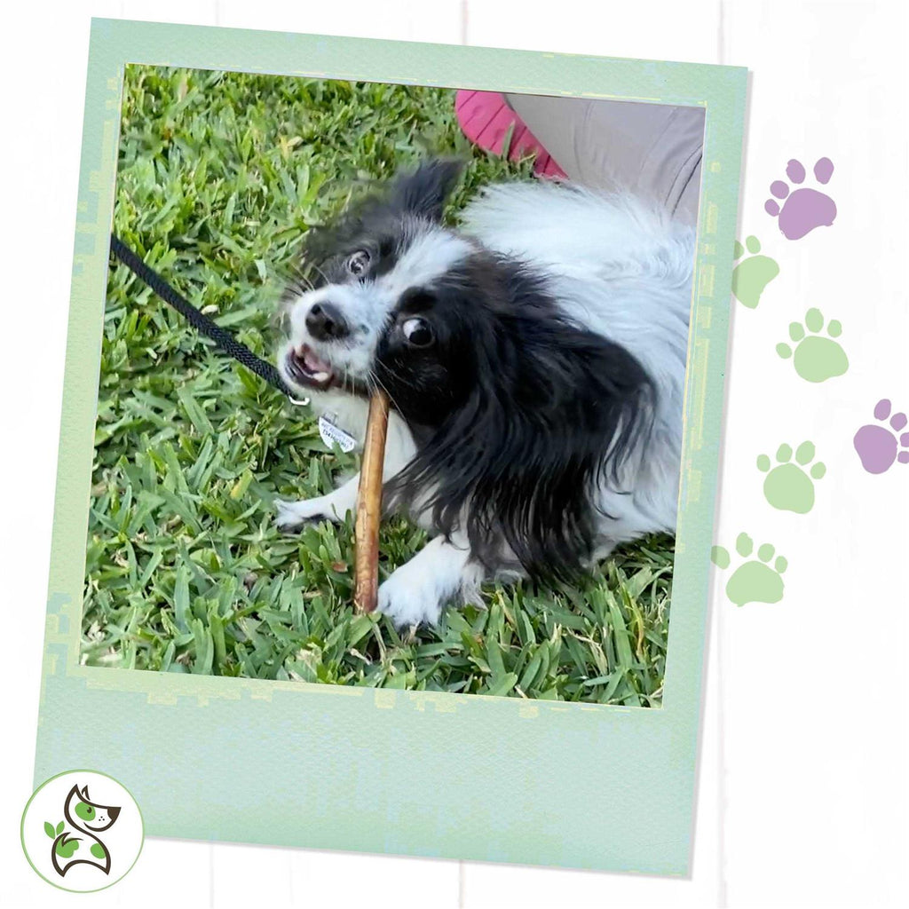 Natural Beef Bully Sticks for Dogs B711