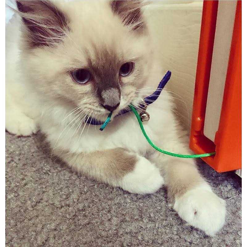 Cat Toy R296334