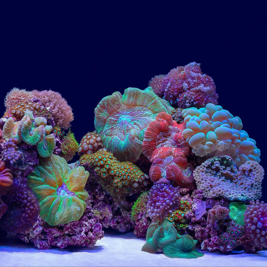 River Rock/Coral Bliss Background K283643
