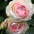 Pink Climbing Rose Bush Live Plant P85472