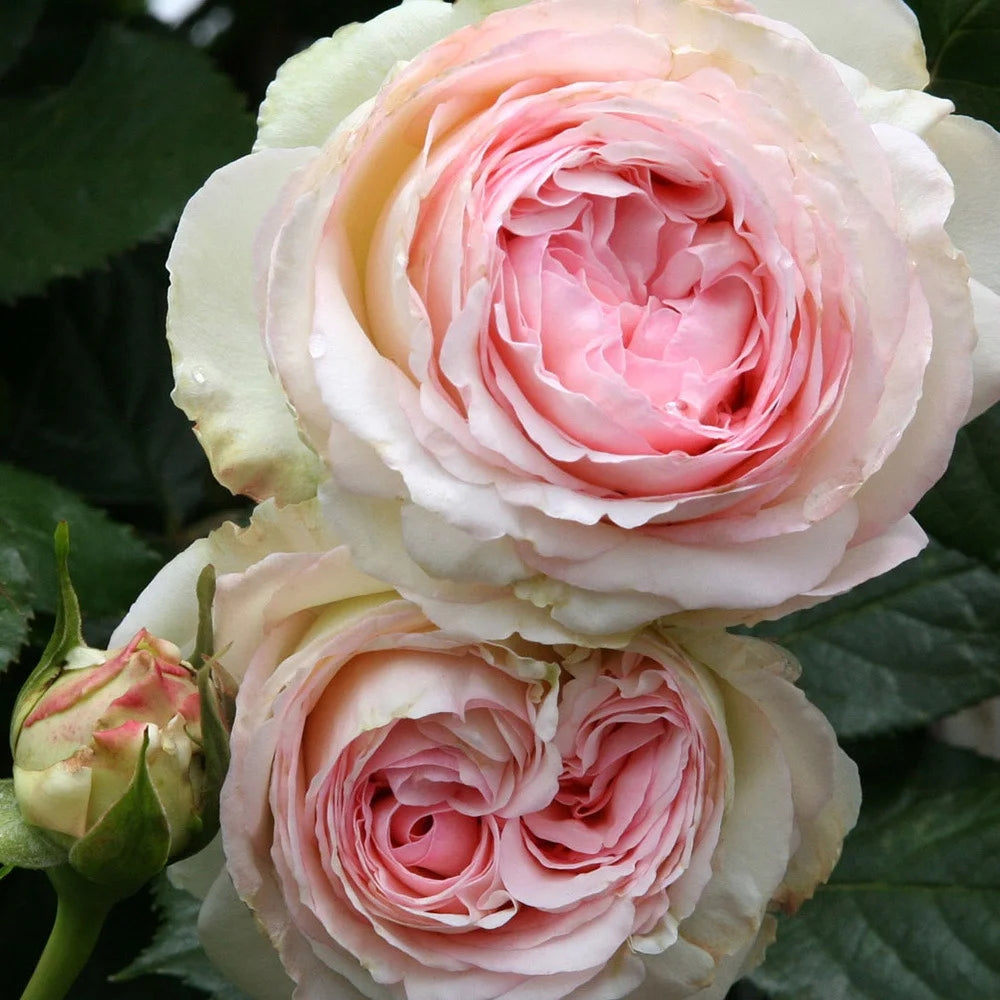 Pink Climbing Rose Bush Live Plant P85472
