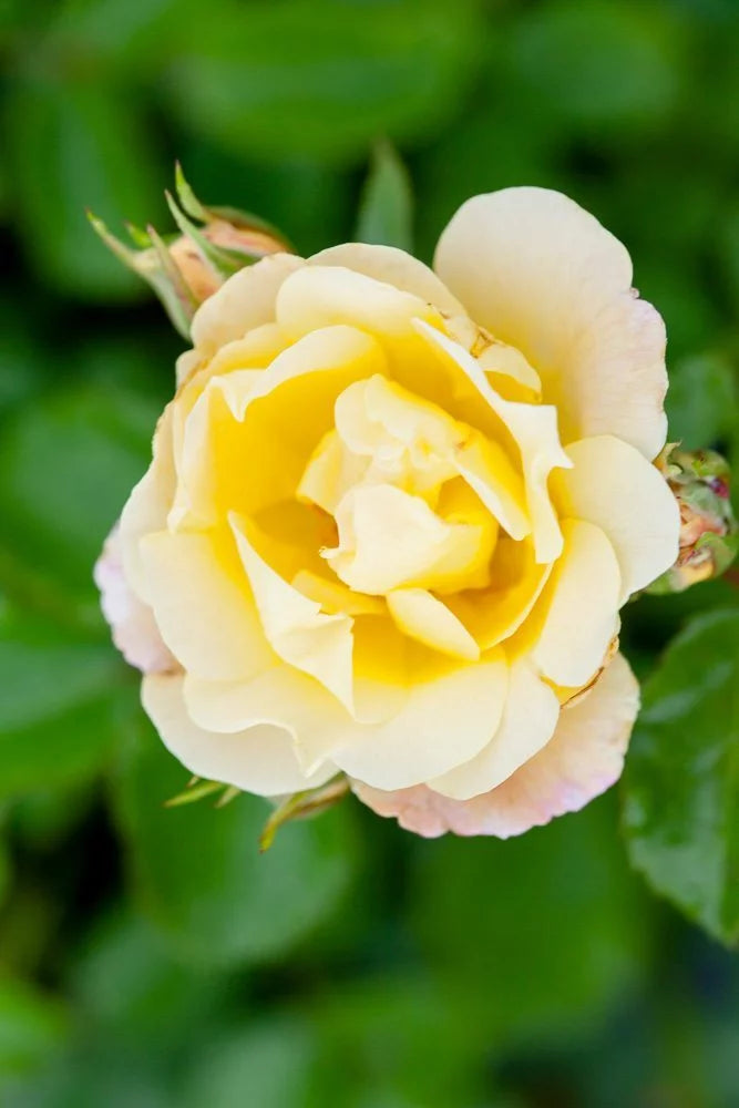 Popcorn Drift Rose Bush D4615