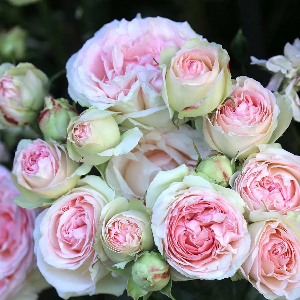 Pink Climbing Rose Bush Live Plant P85472