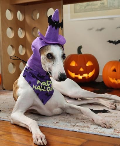 Dog Halloween Costumes 2Pcs Set Witch Hat and Bandana Black U5195