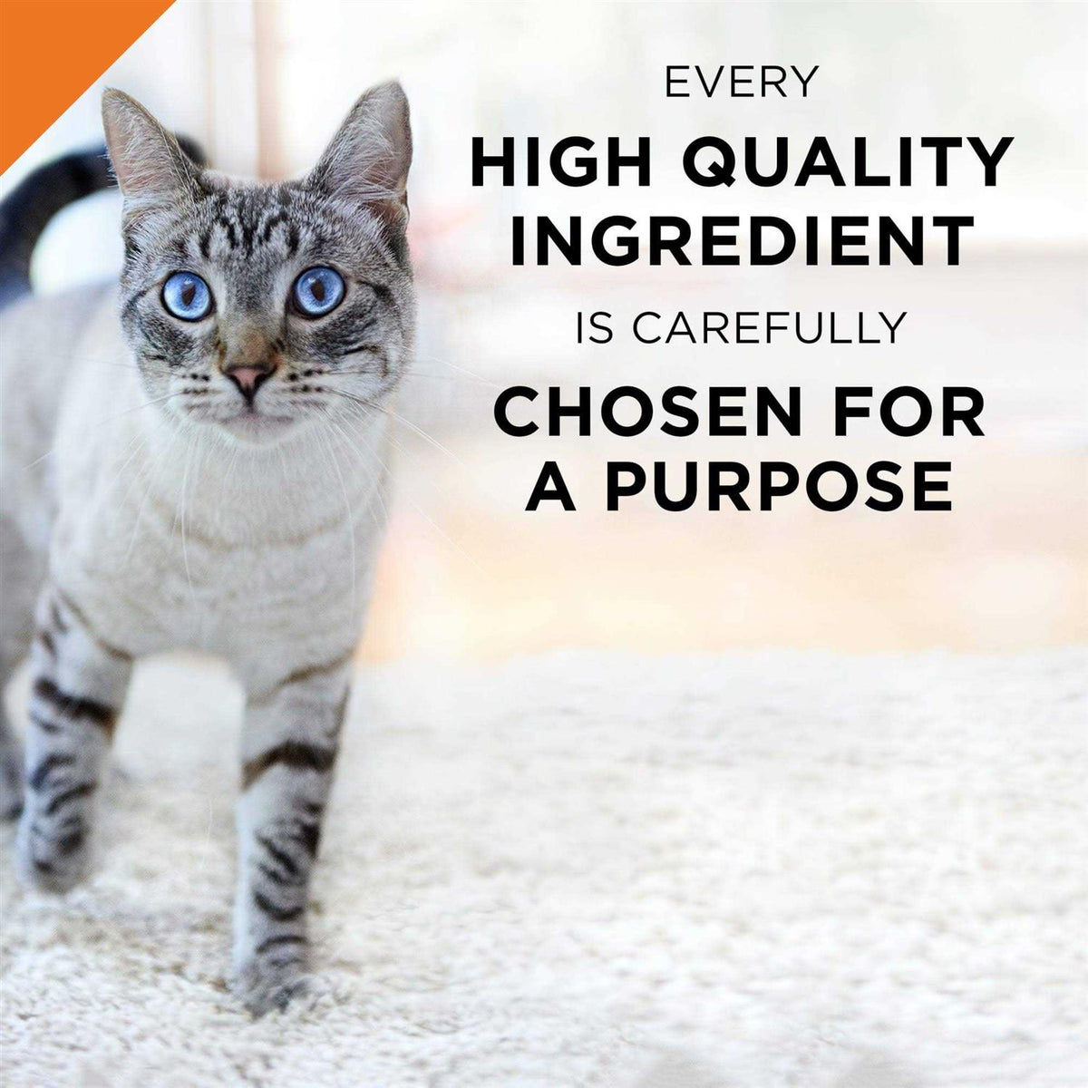 Seafood Entree Wet Cat Food Z2678