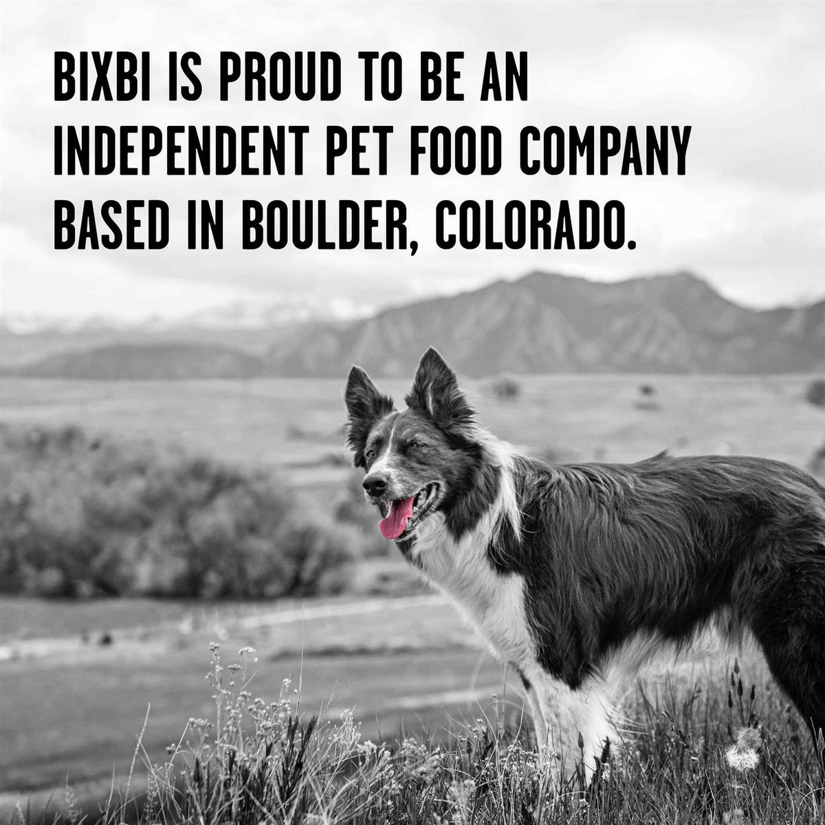 Freeze-Dried Dog Food K134099